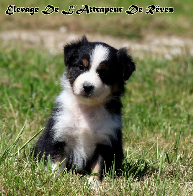 de l'Attrapeur de rêves - chiot n°6 femelle noir tricolore queue longue Femelle disponible 