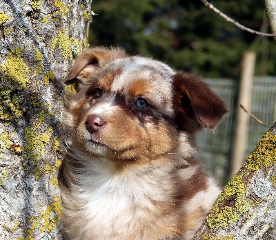 de l'Attrapeur de rêves - CHIOTS A VENDRE