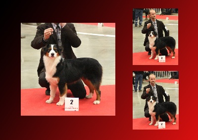 de l'Attrapeur de rêves - Paris Dog Show : GRASKELL