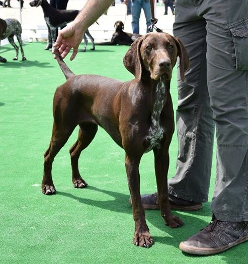 des Granges de la Dombes - GAMM FAIR 2016