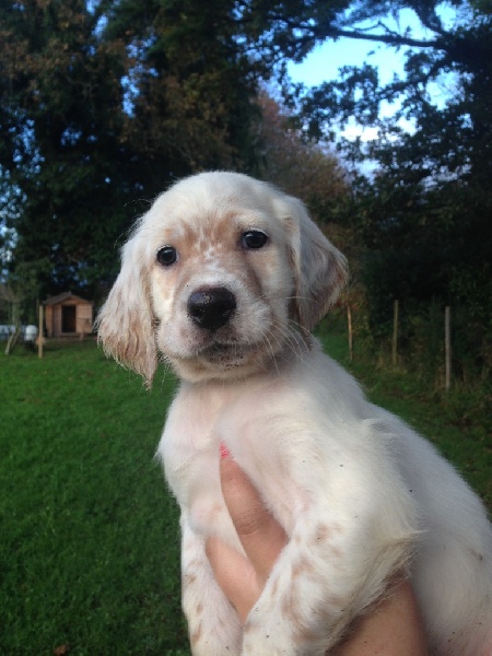 de l'écho de la Mordorée - Setter Anglais - Portée née le 26/09/2014