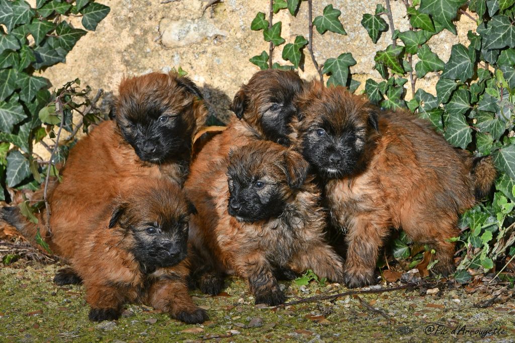 Chiots disponibles à partir du 10 février 2025