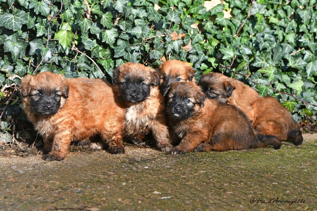 Chiots disponibles à partir du 5 février 2025