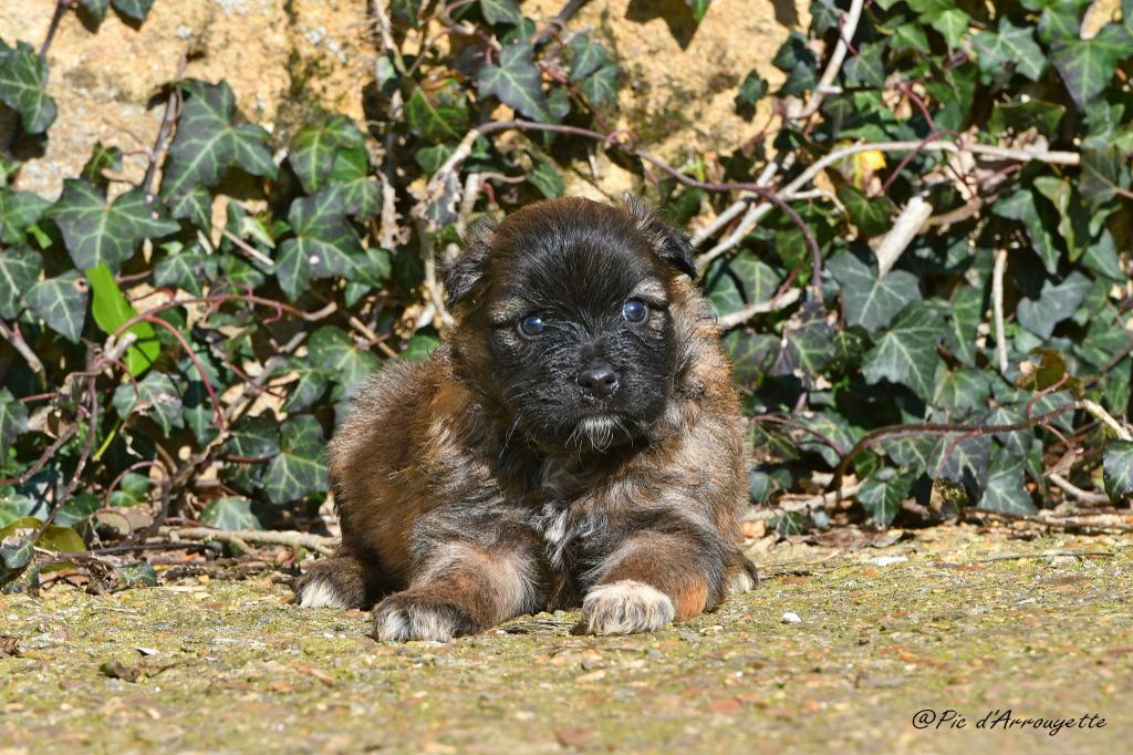 du Pic d'Arrouyette - Chiots disponibles - Berger des Pyrenees à poil long