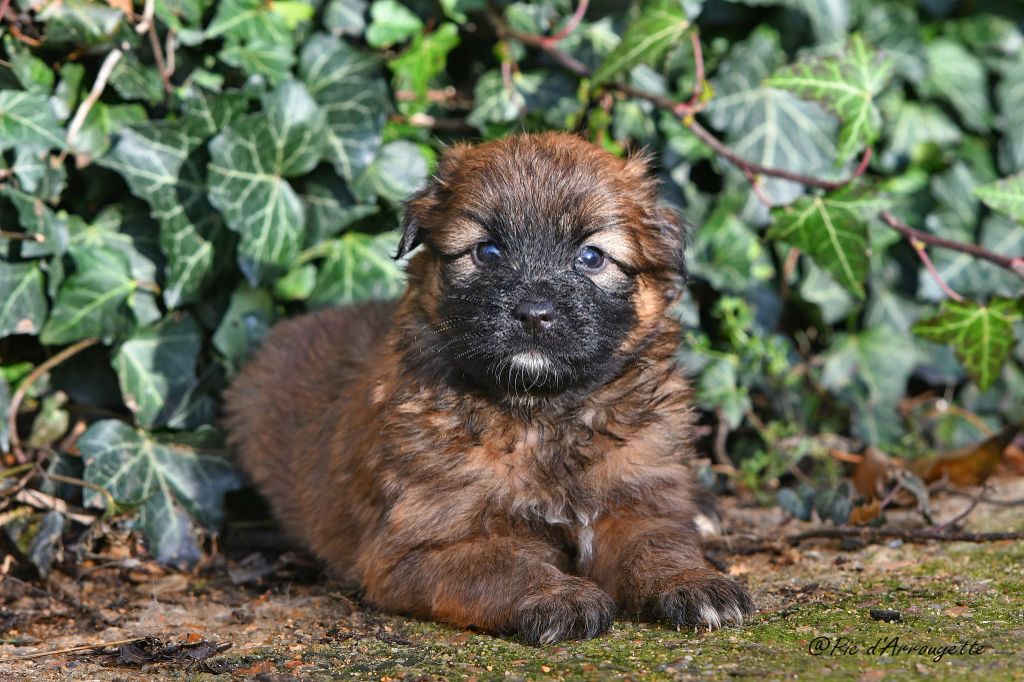 du Pic d'Arrouyette - Chiots disponibles - Berger des Pyrenees à poil long