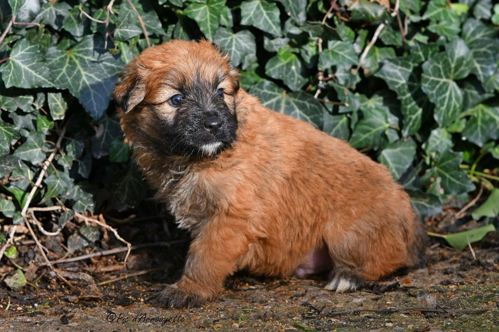 du Pic d'Arrouyette - Chiots disponibles - Berger des Pyrenees à poil long