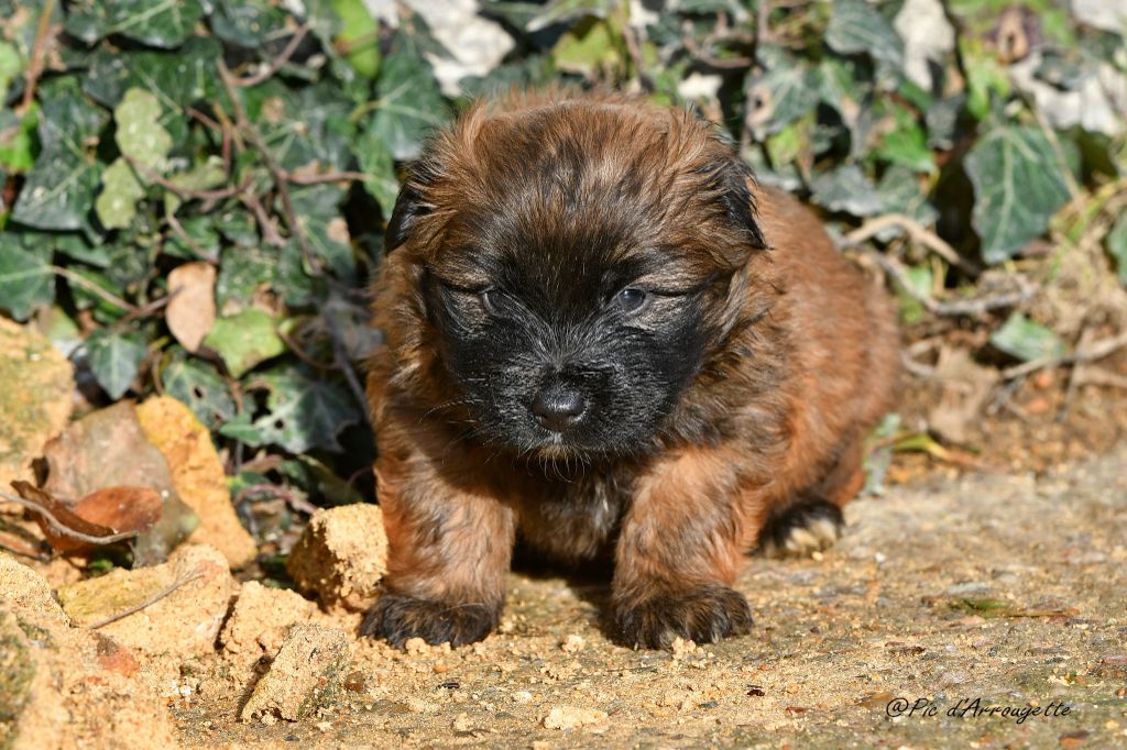 du Pic d'Arrouyette - Chiots disponibles - Berger des Pyrenees à poil long