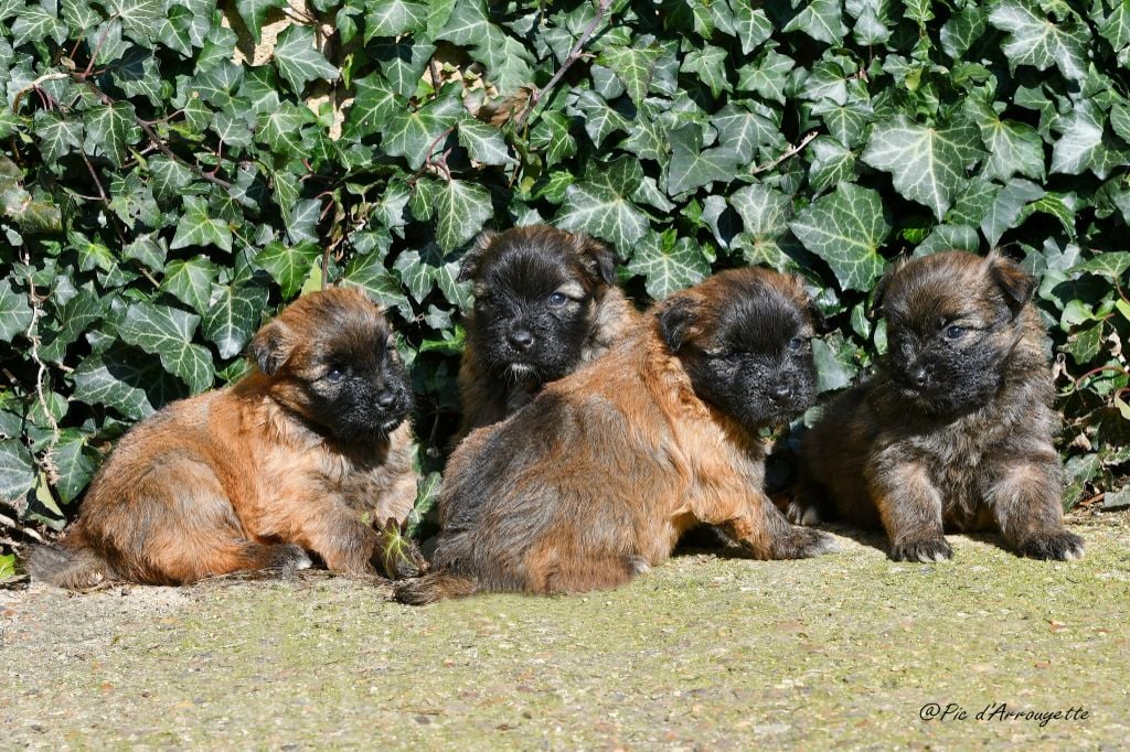 Chiot Berger des Pyrenees à poil long du Pic d'Arrouyette