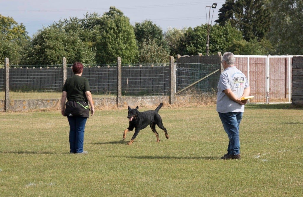 du regard mordant - Concours d'Obedience - BMBC Valmontios