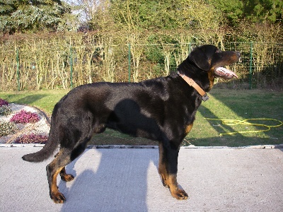 du regard mordant - Beauceron Male a donner - Adoptee