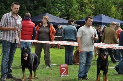 du regard mordant - Tertre Dog Show 29/08/10