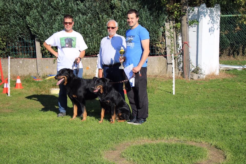 du regard mordant - Jeunes et Veterans - Club Belge du Beauceron