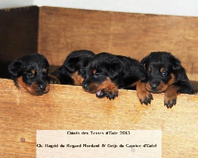 du regard mordant - Chiots d'Hagrid et Geijs