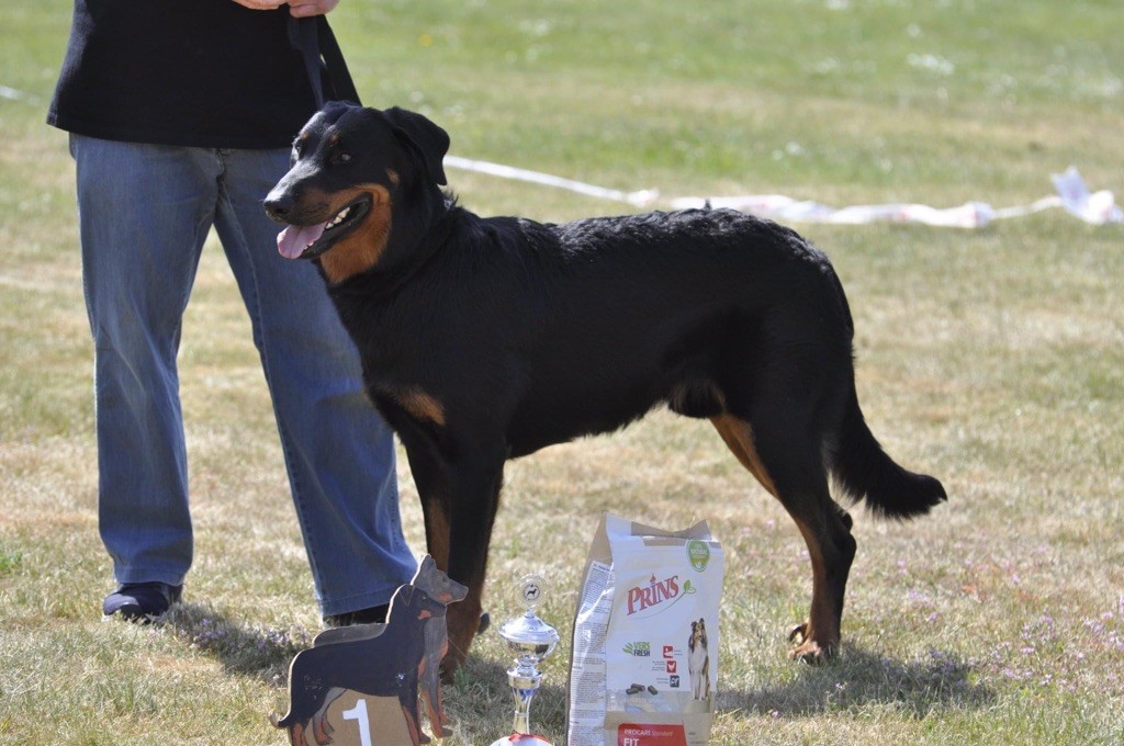 du regard mordant - Kampioenschapsclubmatch Beauceronclub Nederland