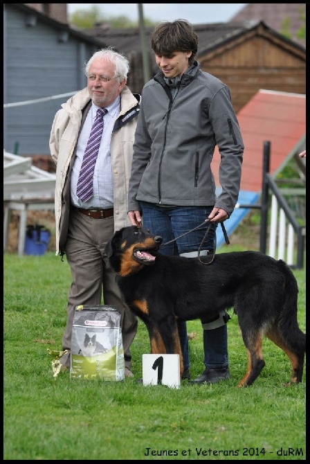 du regard mordant - Jeunes et Veterans - Club Belge du Beauceron