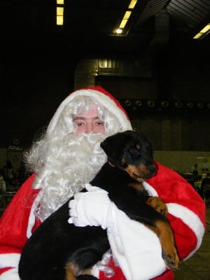 du regard mordant - Brussels Dog Show 13/12/09