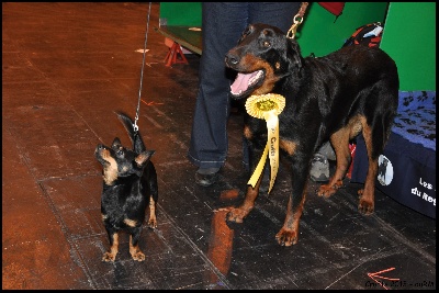 du regard mordant - Crufts 2013