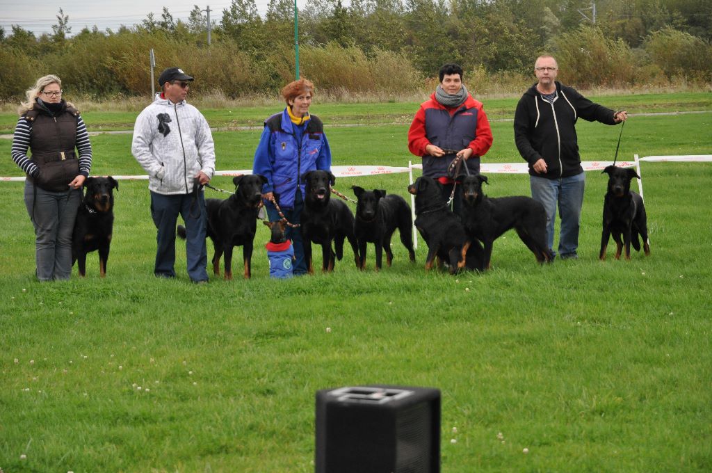 du regard mordant - Journee Beauceron Gravelines