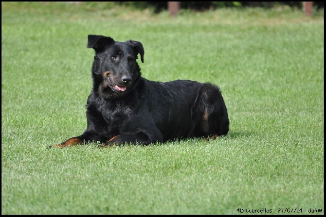 du regard mordant - 4D - Club Belge du Beauceron 13/07/14