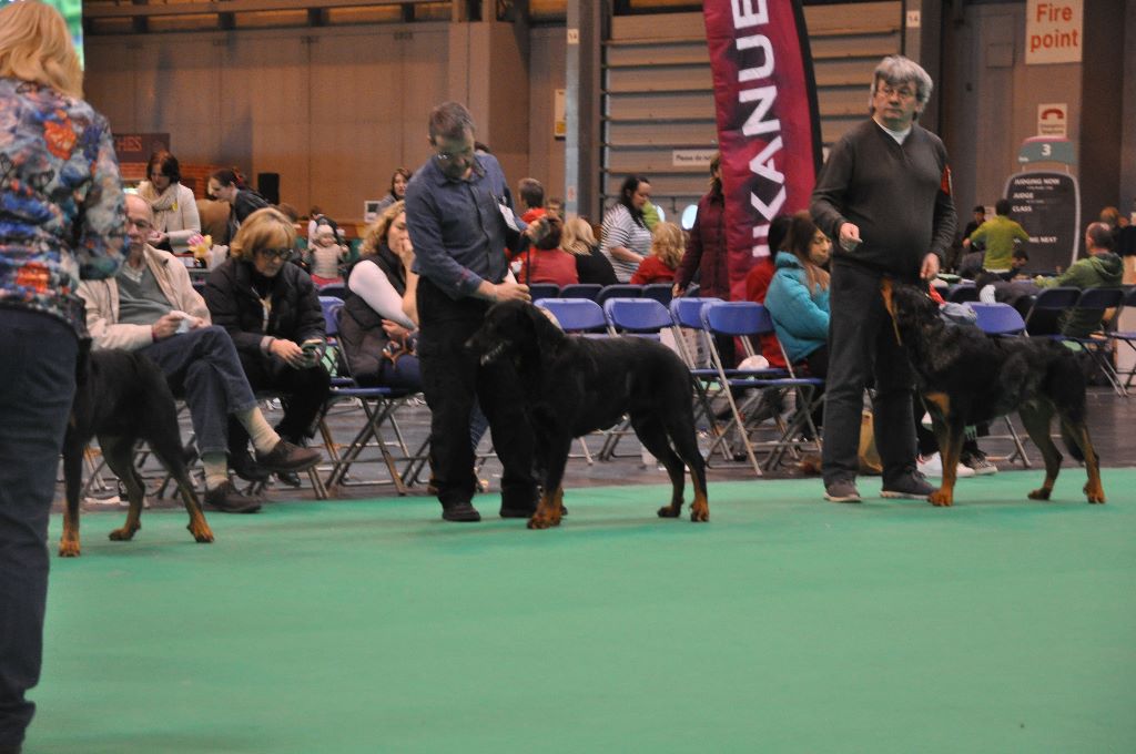 du regard mordant - Crufts 2017