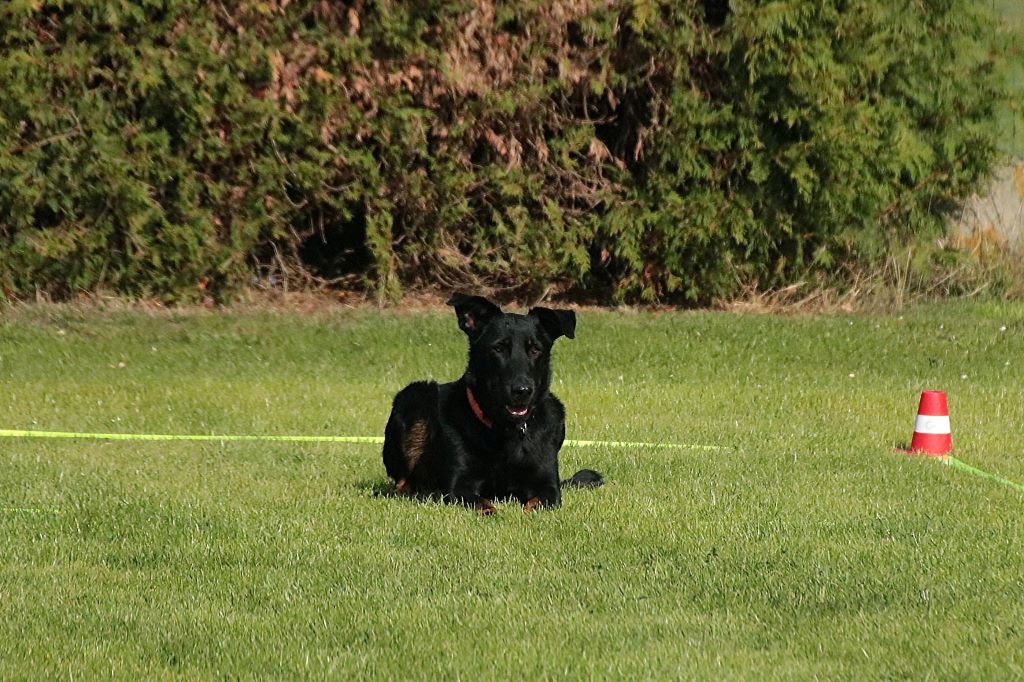 du regard mordant - Concours d'Obedience - Club Belge du Beauceron