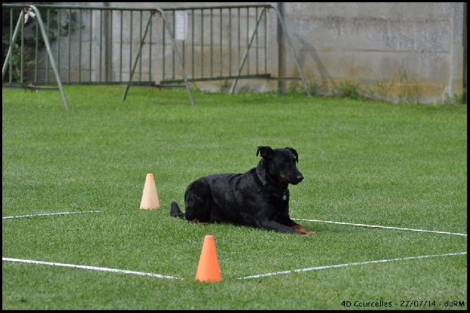 du regard mordant - 4D - Courcelles - 27/07/14