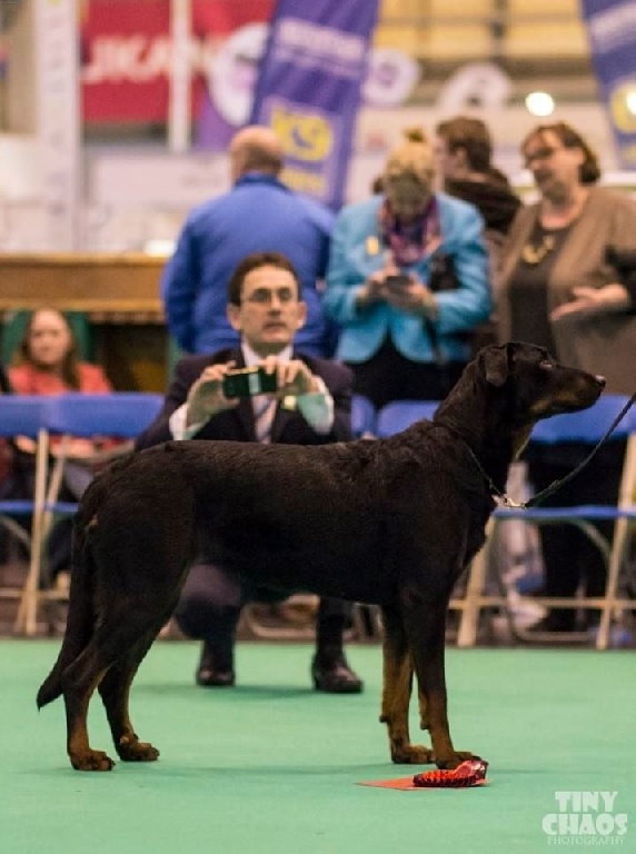 du regard mordant - Crufts 2016