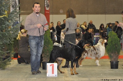 du regard mordant - Brussels Dog Show