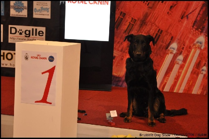 du regard mordant - Resultats Brussels Dog Show