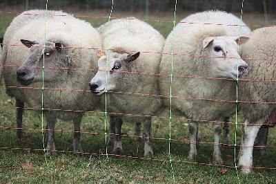 du regard mordant - Entrainment Moutons - 23/01/10