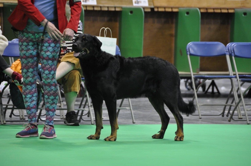 du regard mordant - Crufts 2022