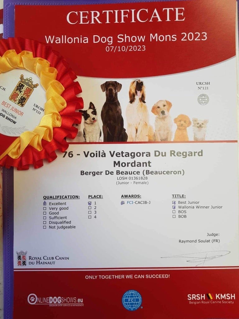 du regard mordant - Wallonia Dog Show - Mons