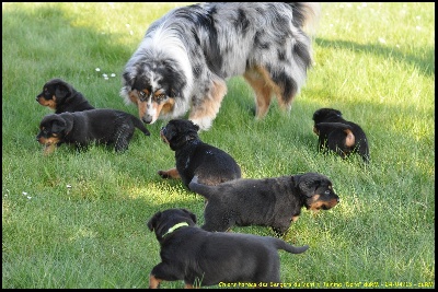 du regard mordant - Les Chiots a Solre sur Sambre