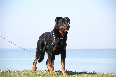 du regard mordant - Brussels Dog Show