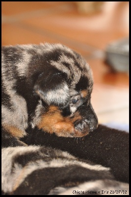 du regard mordant - Photos des chiots d'Hisme et Iris