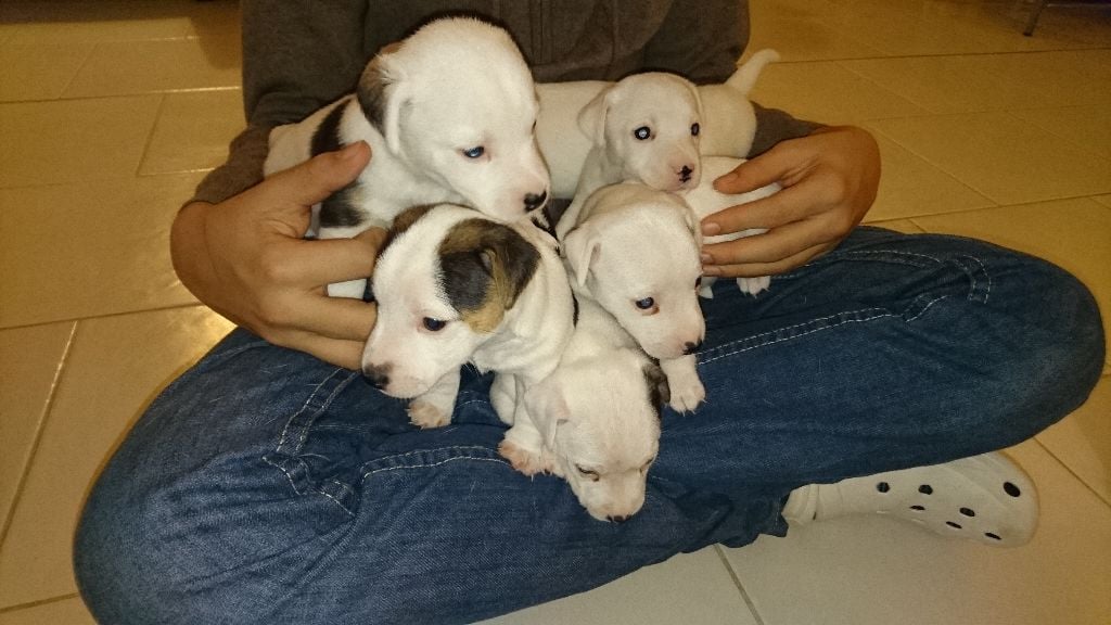 Du Trefle à Quatres Coeurs - chiots à réserver...