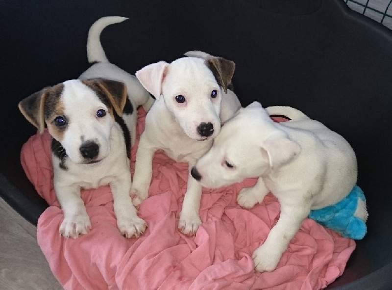 Chiot Jack Russell Terrier Du Trefle à Quatres Coeurs