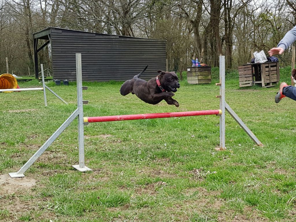 Pome's World - Olive & Agility 