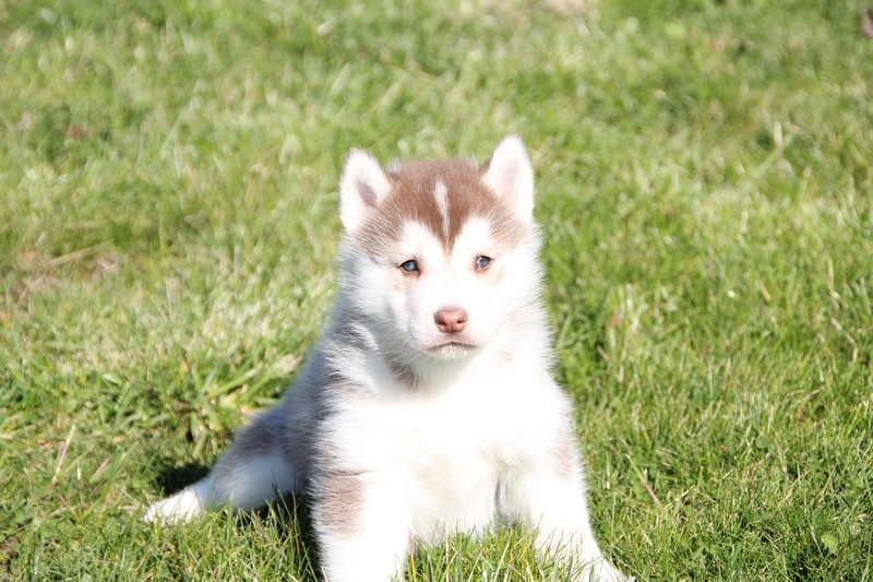 of Wolf's River - Siberian Husky - Portée née le 29/01/2014