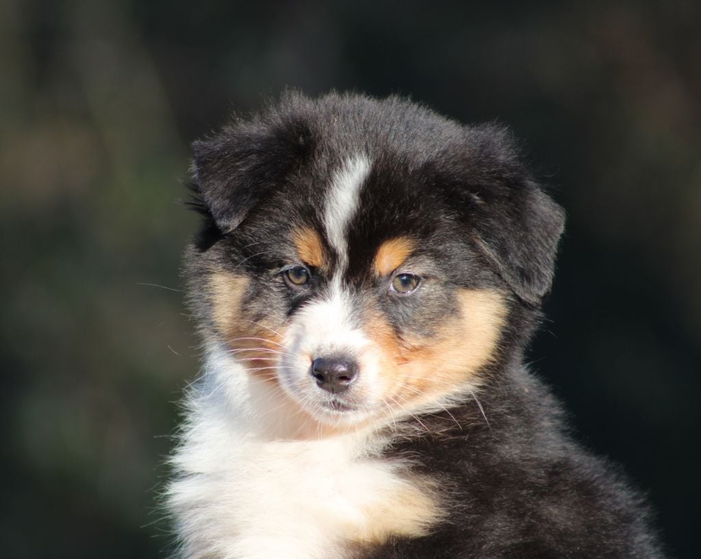 du rocher florin - Chiots disponibles - Berger Australien