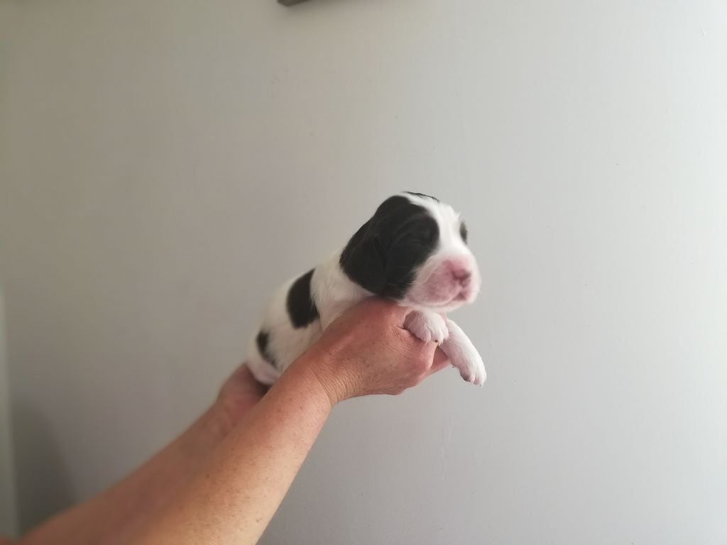 A réserver chiots Springer