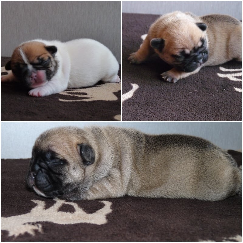 Chiot Bouledogue français de la Vallée de d'Artagnan