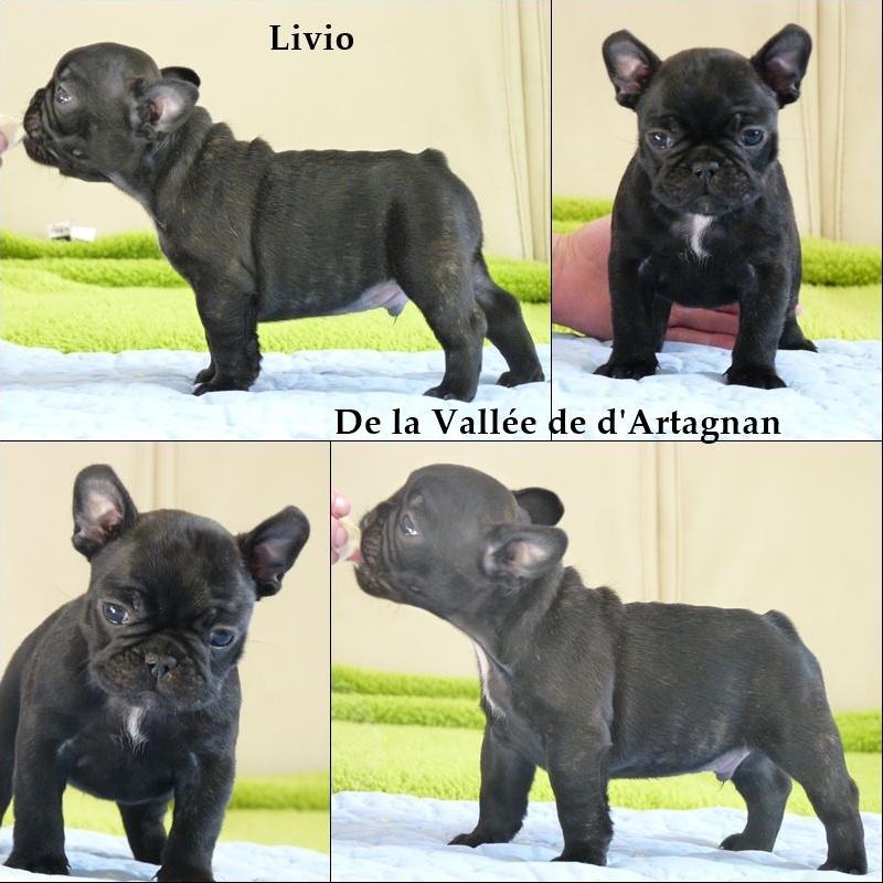 de la Vallée de d'Artagnan - Bouledogue français - Portée née le 05/10/2015