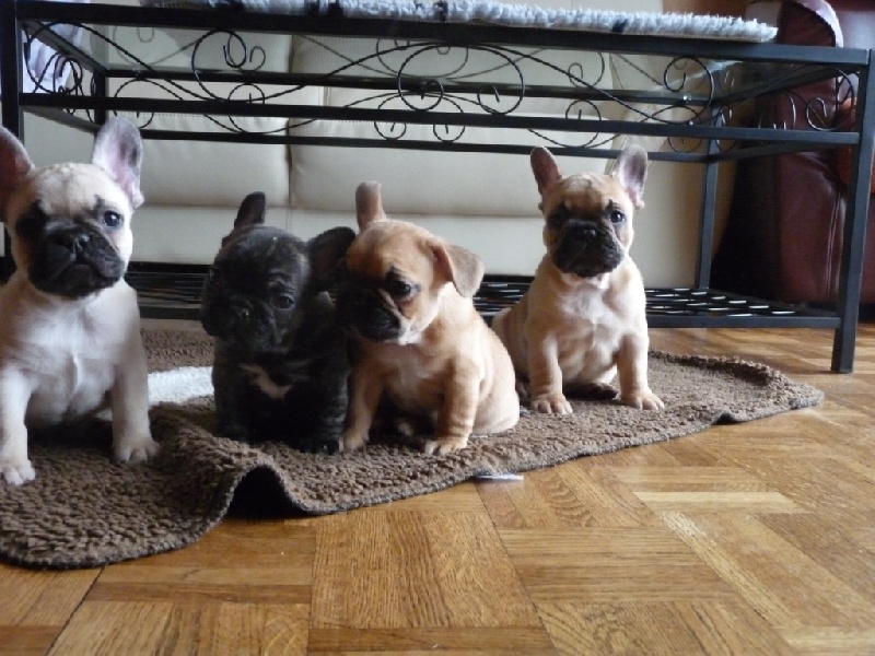 Chiot Bouledogue français de la Vallée de d'Artagnan