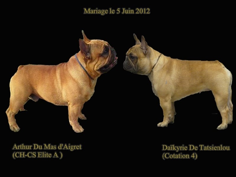 de la Vallée de d'Artagnan - Bouledogue français - Portée née le 04/09/2012