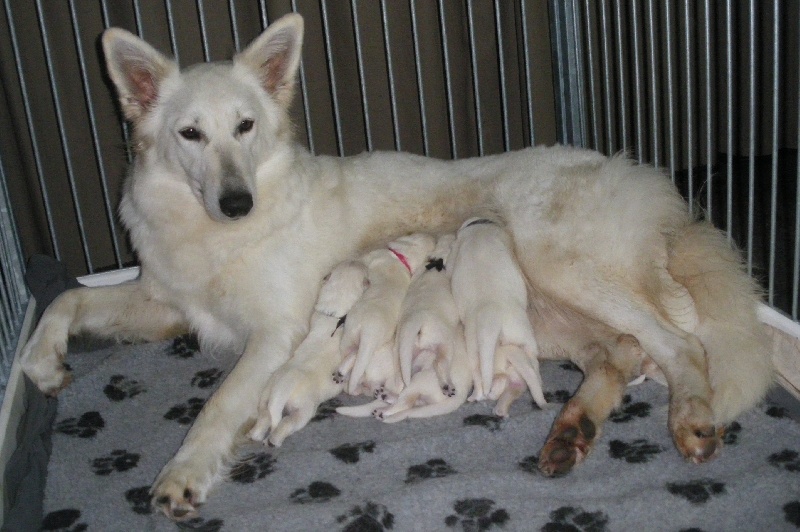 du Clan Macval - Berger Blanc Suisse - Portée née le 30/01/2013