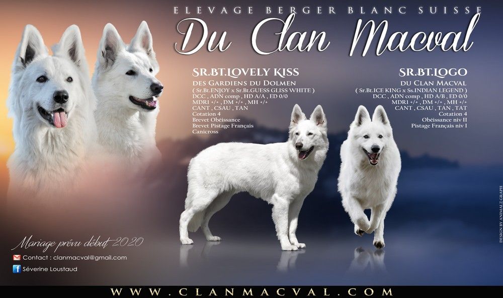 du Clan Macval - Berger Blanc Suisse - Portée née le 17/04/2020