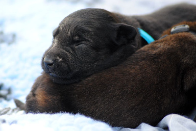 CHIOT collier TURQUOISE - UDSON