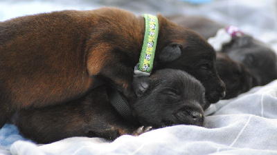 CHIOT collier VERT PANDA - UNA PANDA