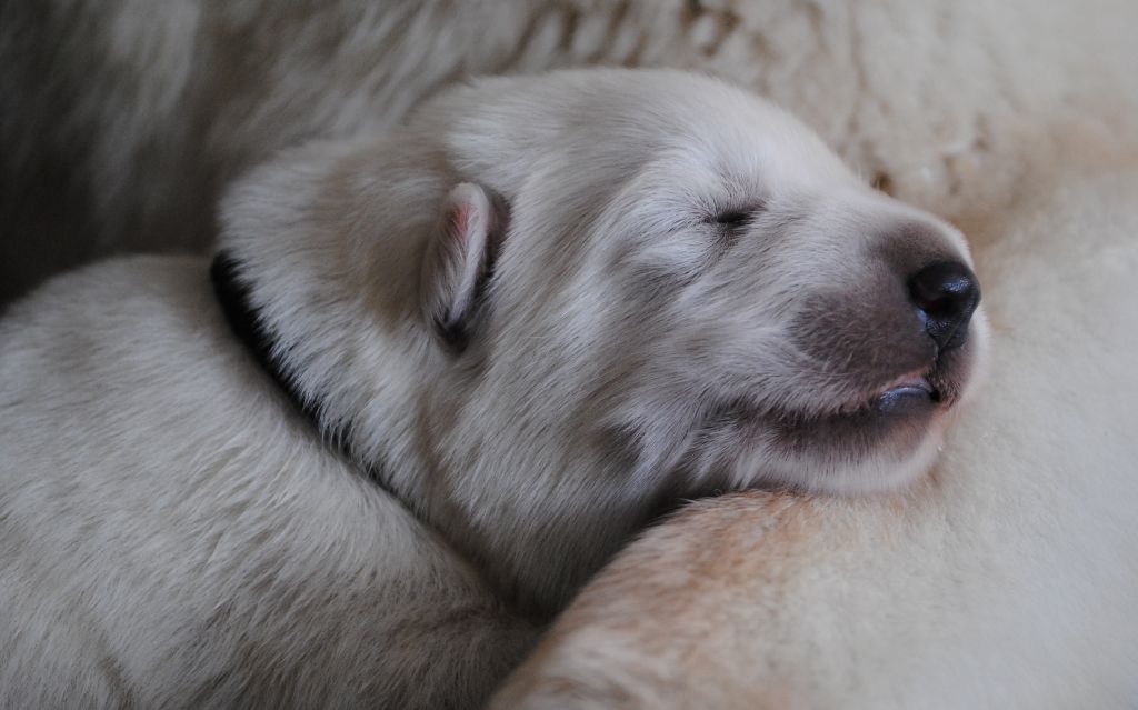 du Clan Macval - Berger Blanc Suisse - Portée née le 08/10/2019